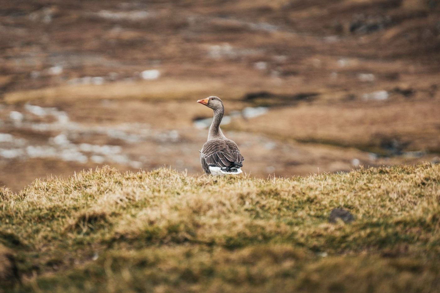 A Lone Goose Stands on Grassy Terrain jigsaw puzzle