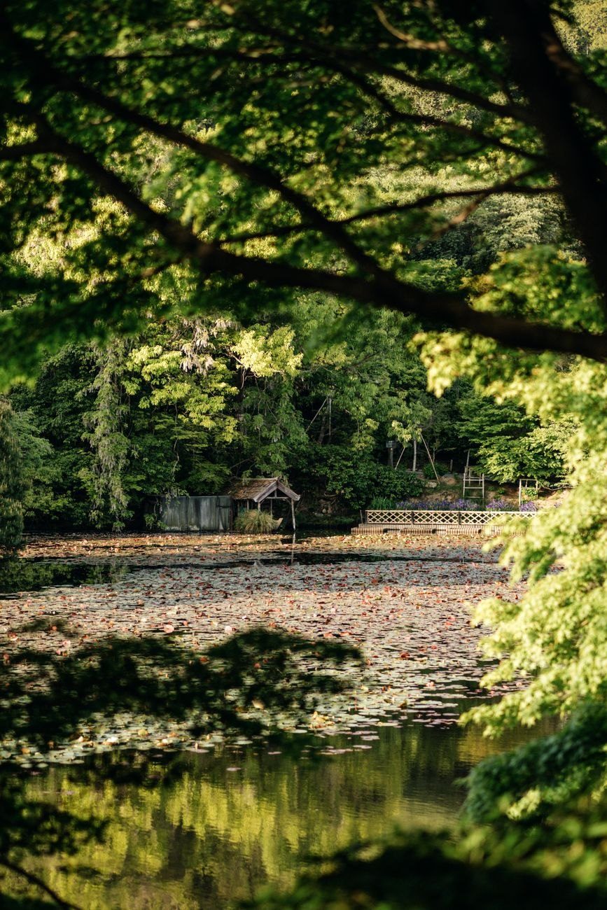 A Peaceful Japanese Garden Pond Surrounded by jigsaw puzzle
