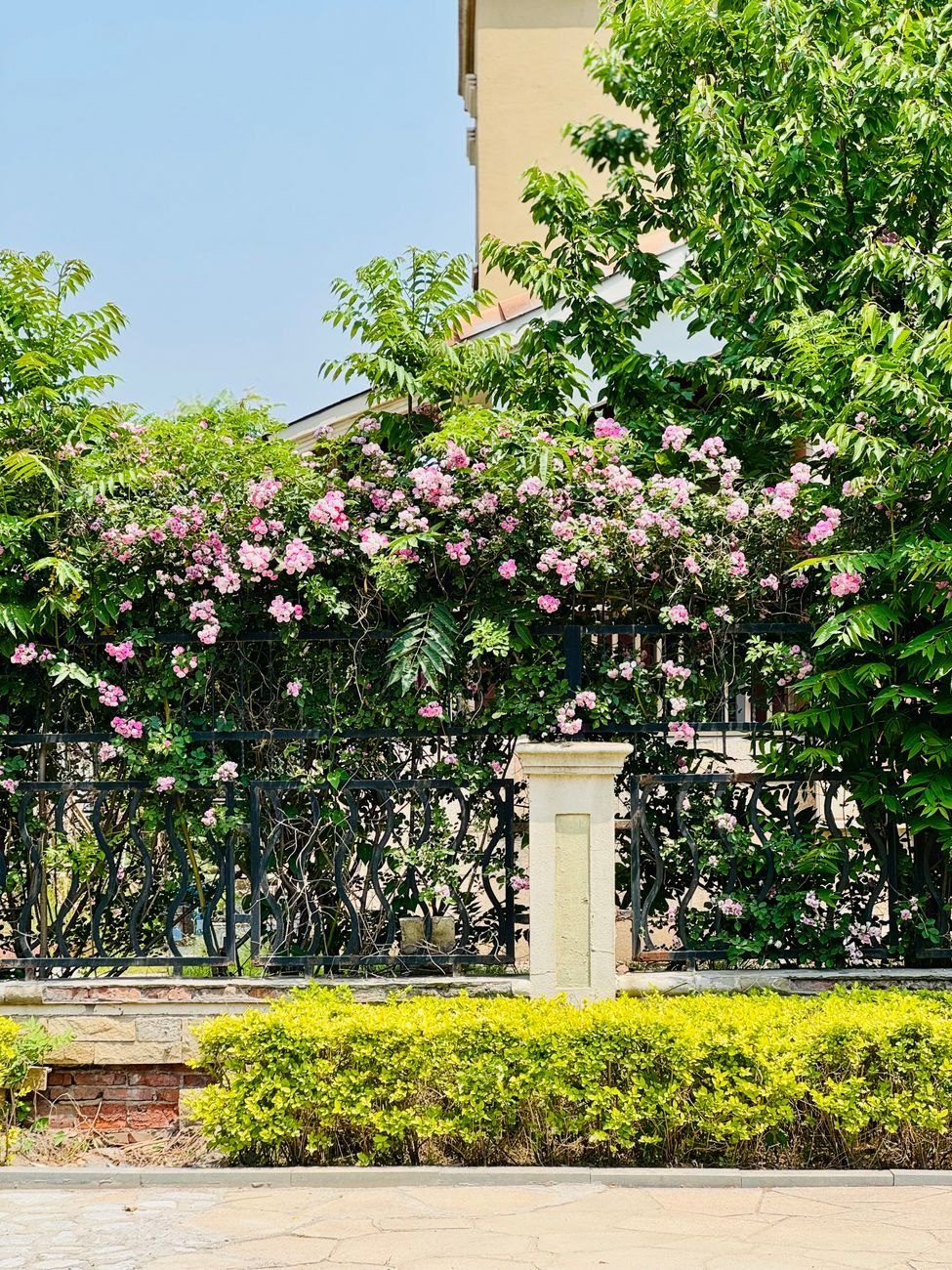 A Vibrant Garden with Blooming Pink Roses jigsaw puzzle