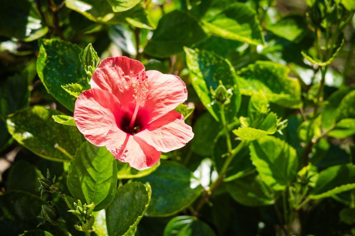 Close up of a Pink Hibiscus Flower jigsaw puzzle