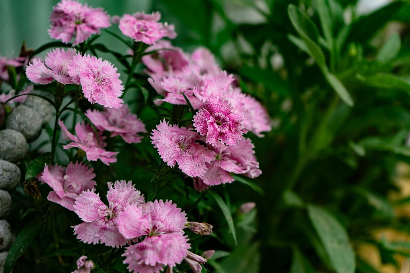 Close up of Vibrant Pink Dianthus Flowers jigsaw puzzle