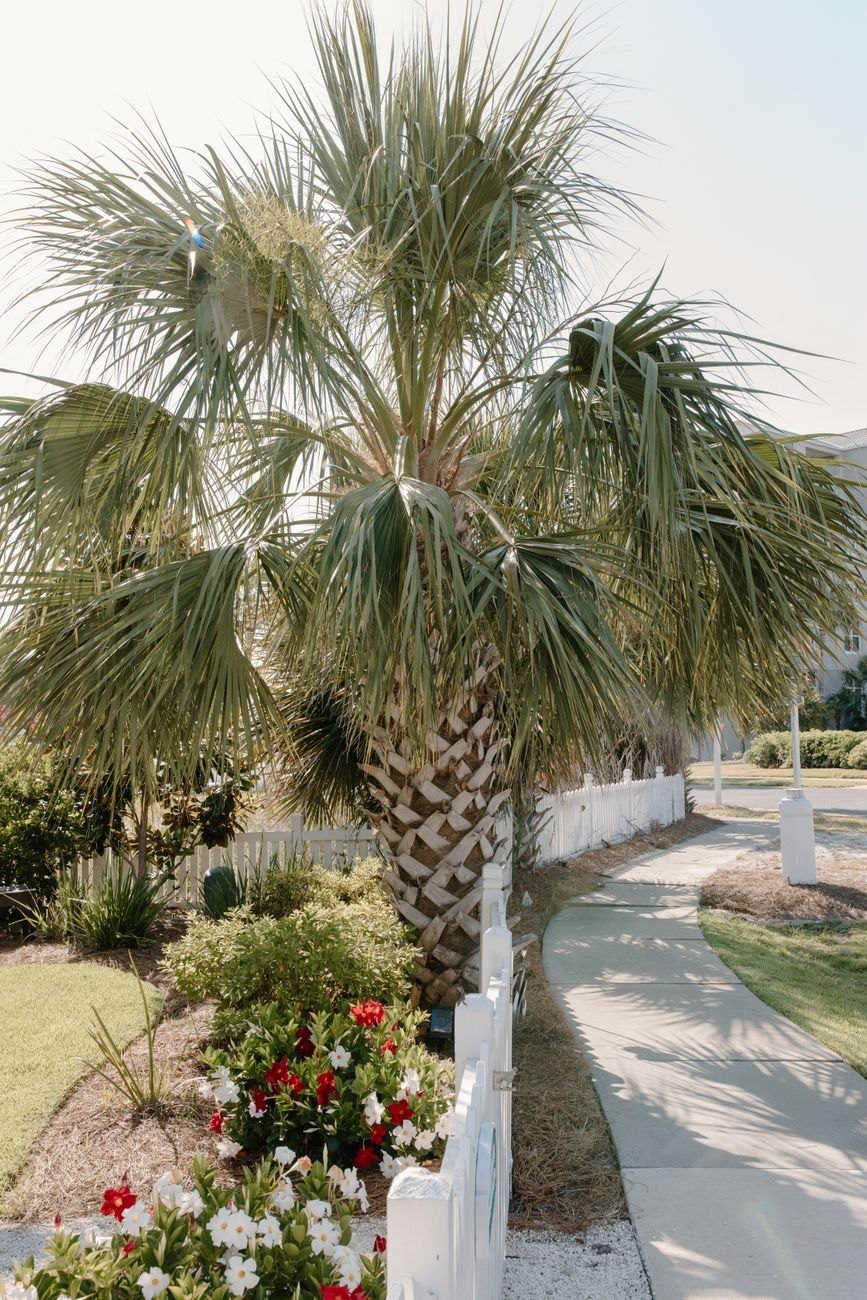 Lush Palm Tree and Colorful Flowers Beside jigsaw puzzle