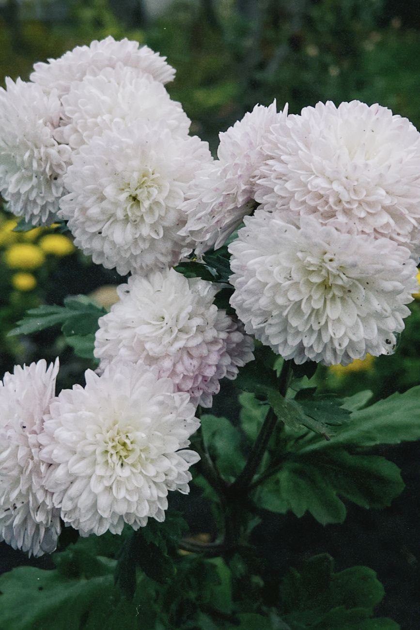 Vibrant White Chrysanthemums Blooming Outdoors with Lush jigsaw puzzle