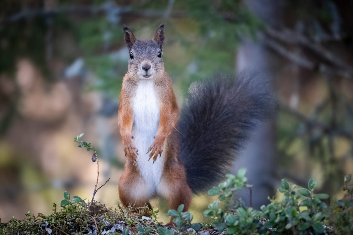 A Charming Red Squirrel Stands Alert on jigsaw puzzle
