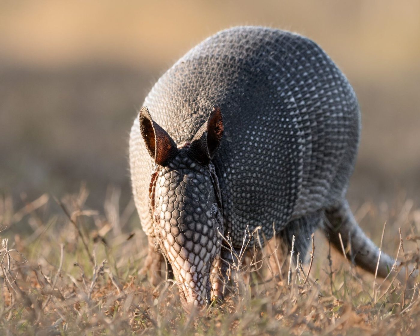 A Detailed Close up of an Armadillo jigsaw puzzle