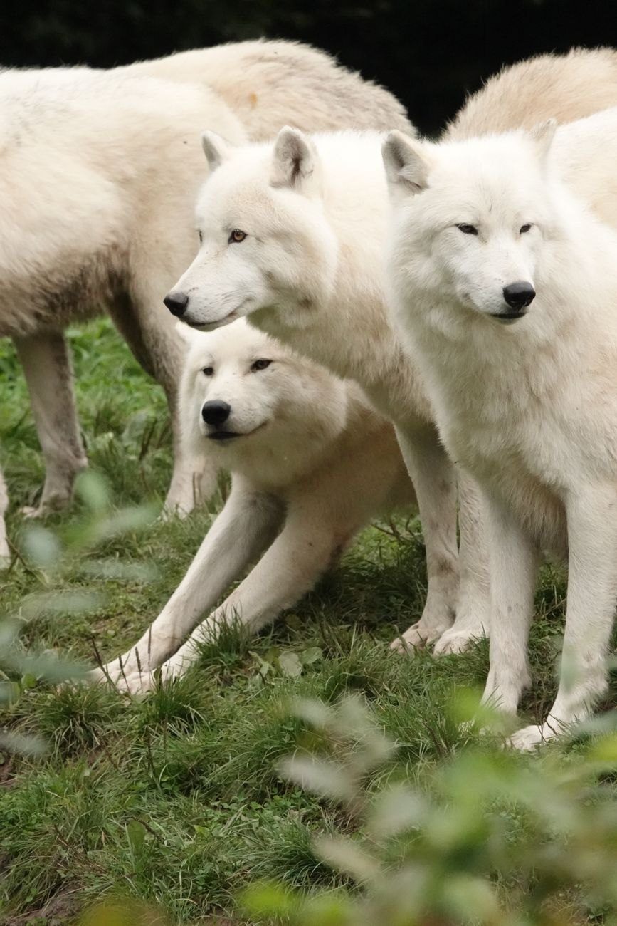 A Group of Arctic Wolves Interacting Playfully jigsaw puzzle