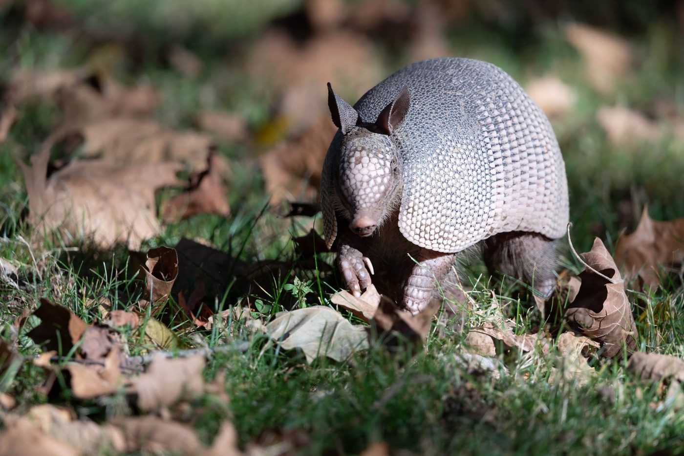 A Nine Banded Armadillo Exploring the Grass jigsaw puzzle