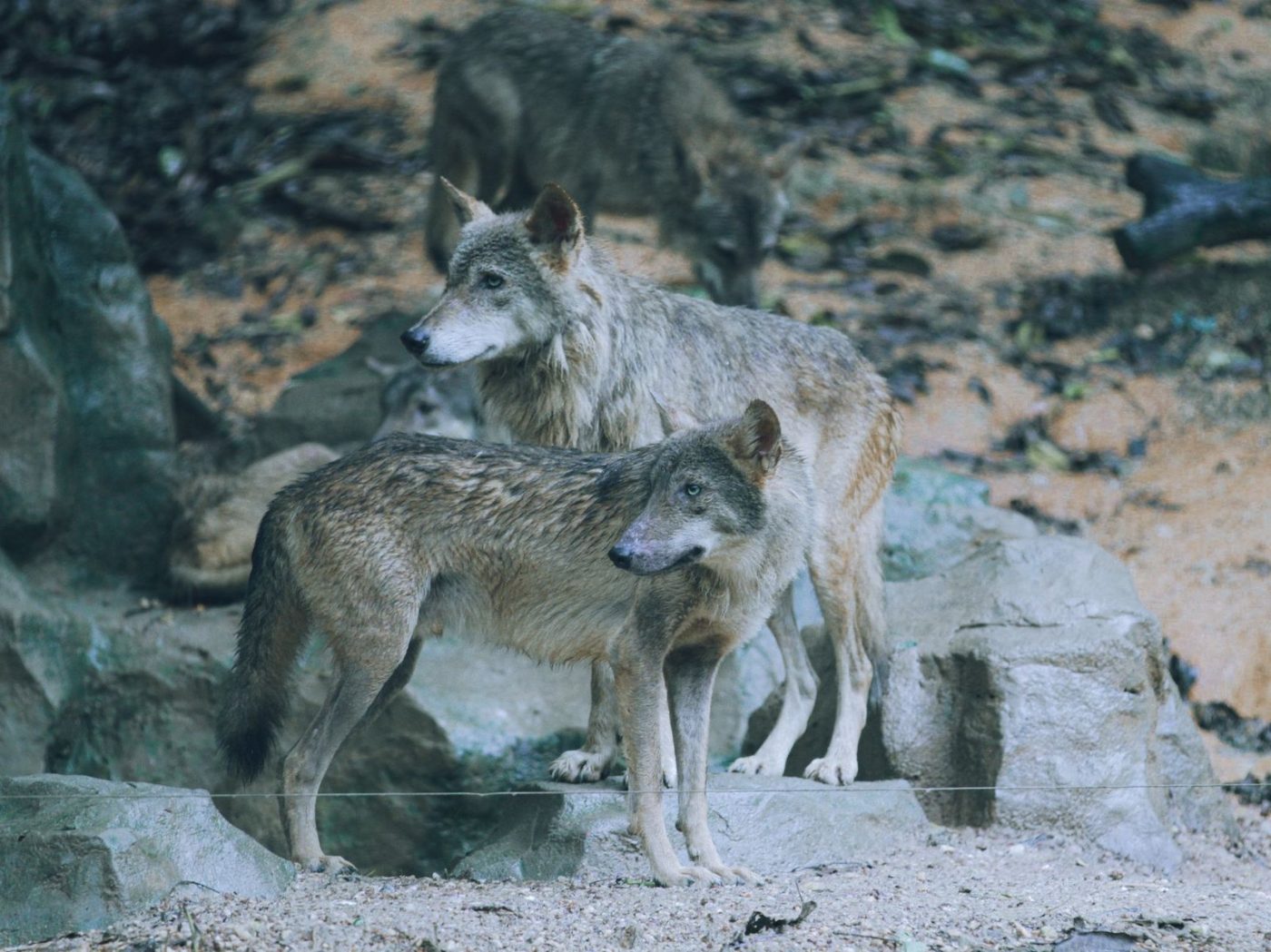 A Pack of Grey Wolves Canis Lupus jigsaw puzzle