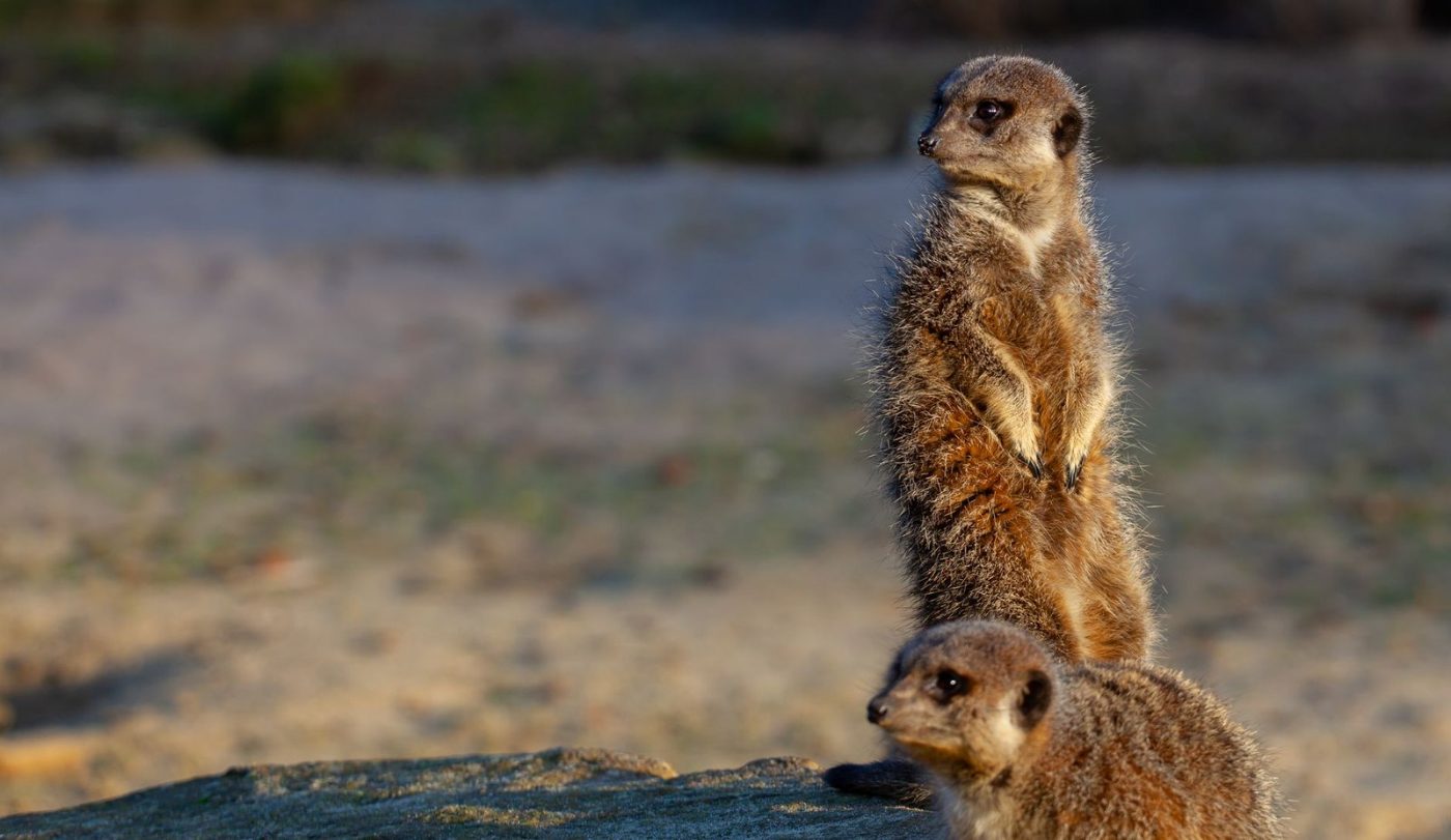A Pair of Meerkats Standing Alert on jigsaw puzzle