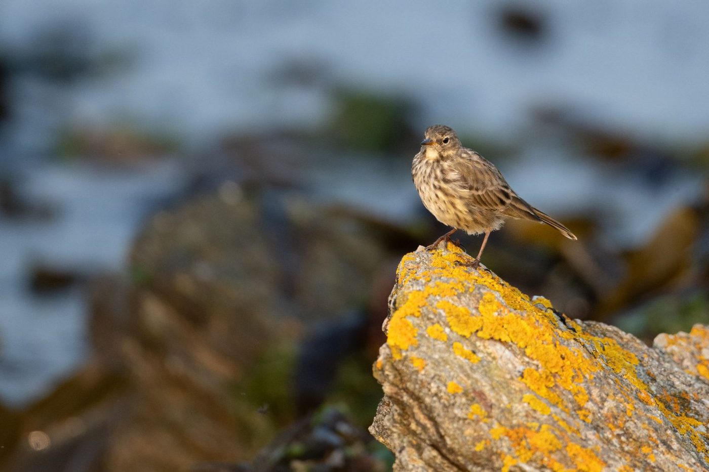 A Small Bird Sits on a Lichen jigsaw puzzle