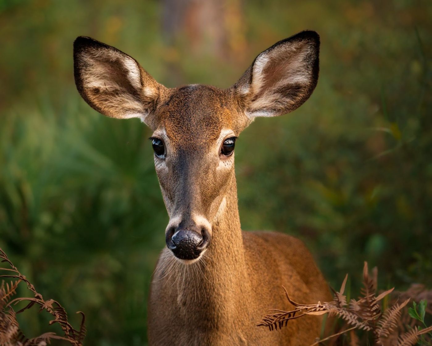 A White Tailed Deer Looks Curiously at jigsaw puzzle