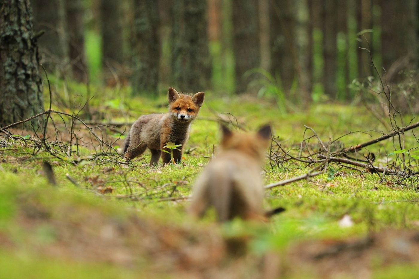 Adorable Fox Cubs Play in a Lush jigsaw puzzle