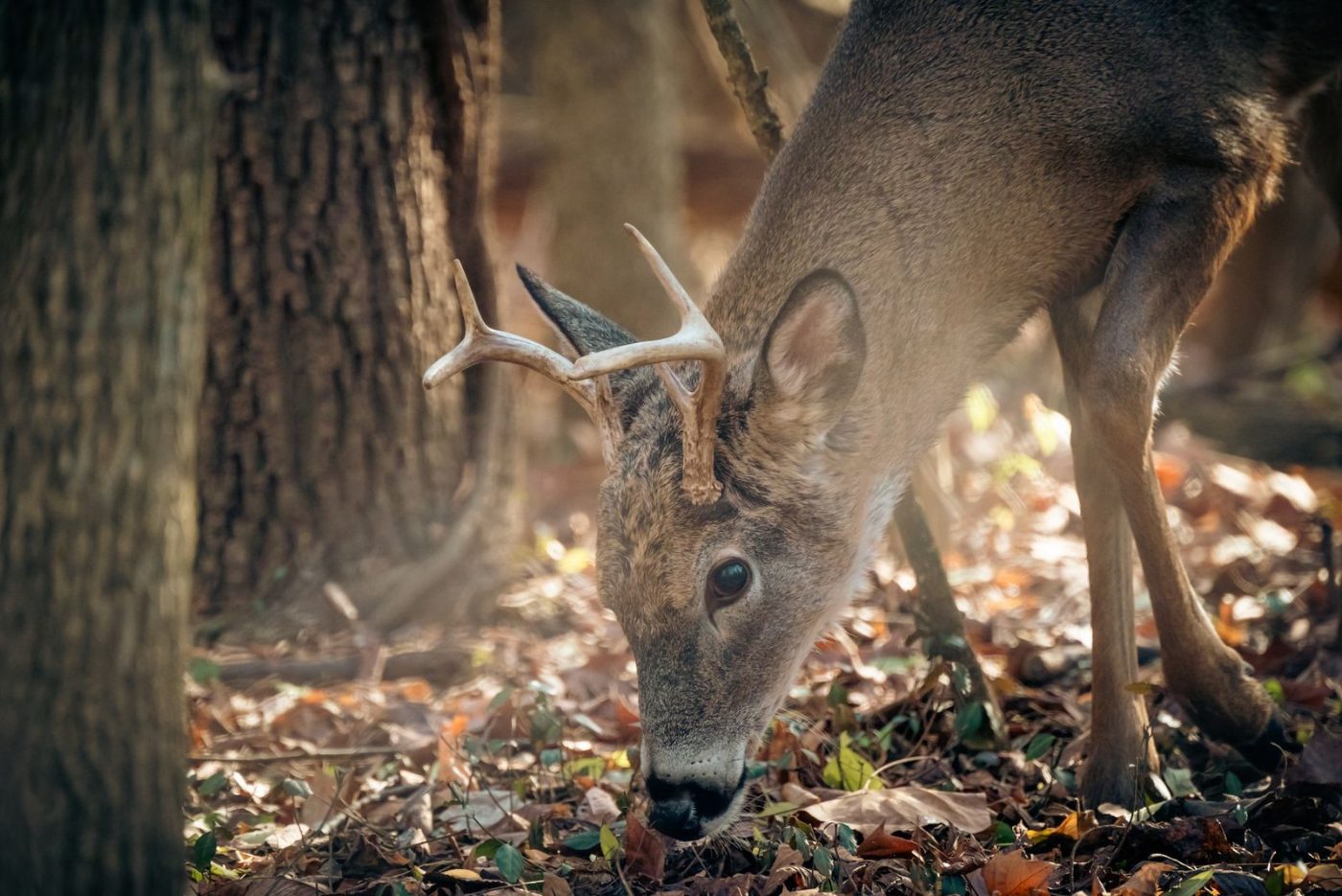 Close up of a Deer Foraging in jigsaw puzzle