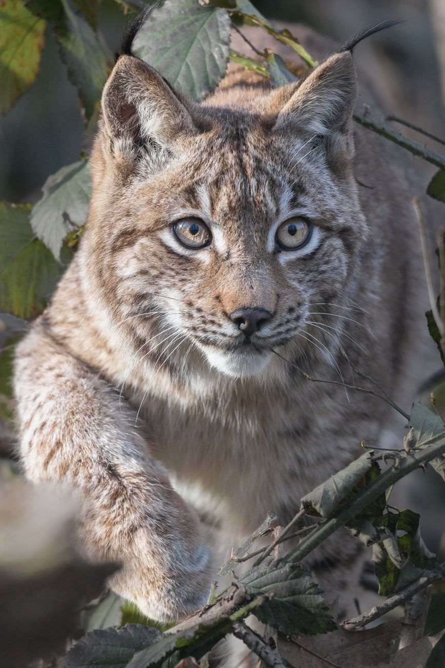 Close up of a European Lynx Sneaking jigsaw puzzle