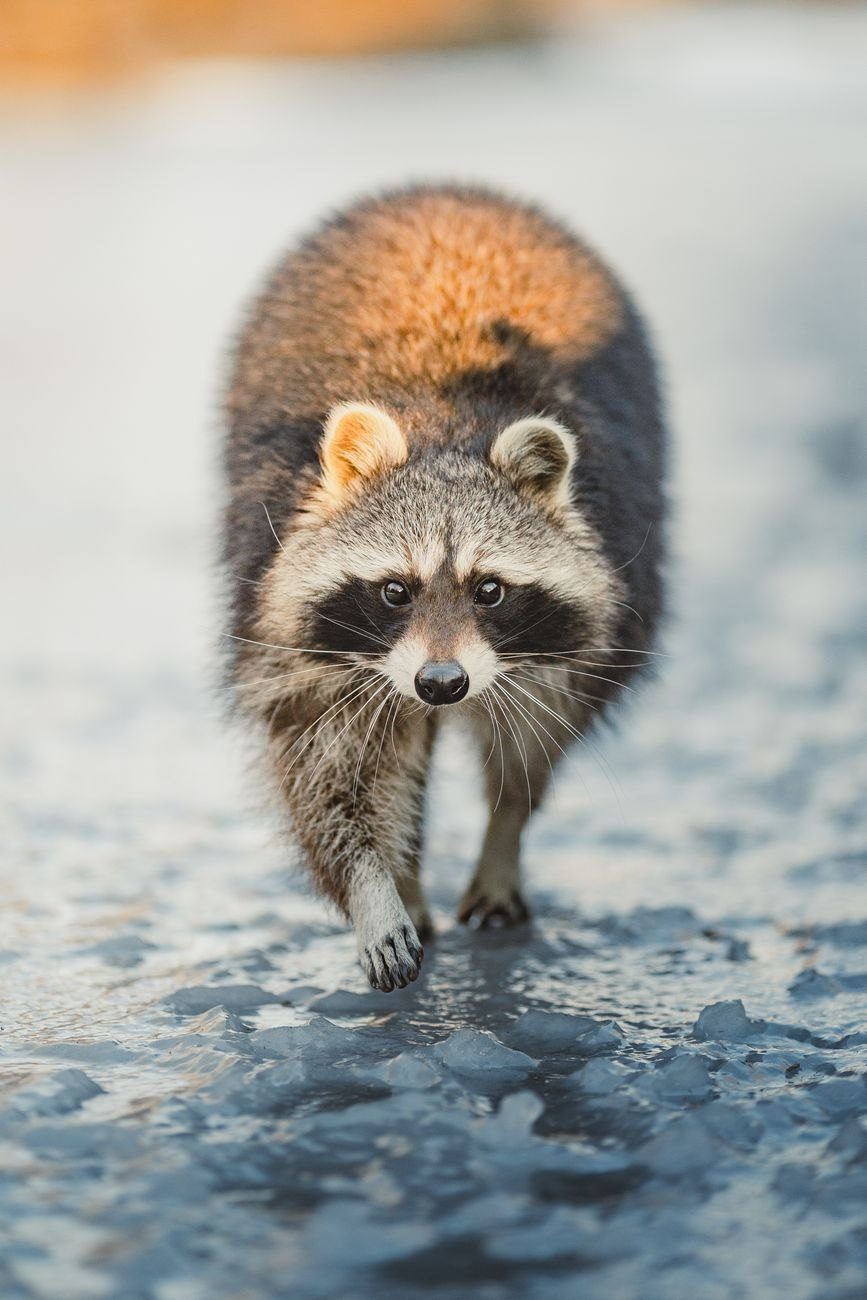 Close up of a Raccoon Walking on jigsaw puzzle