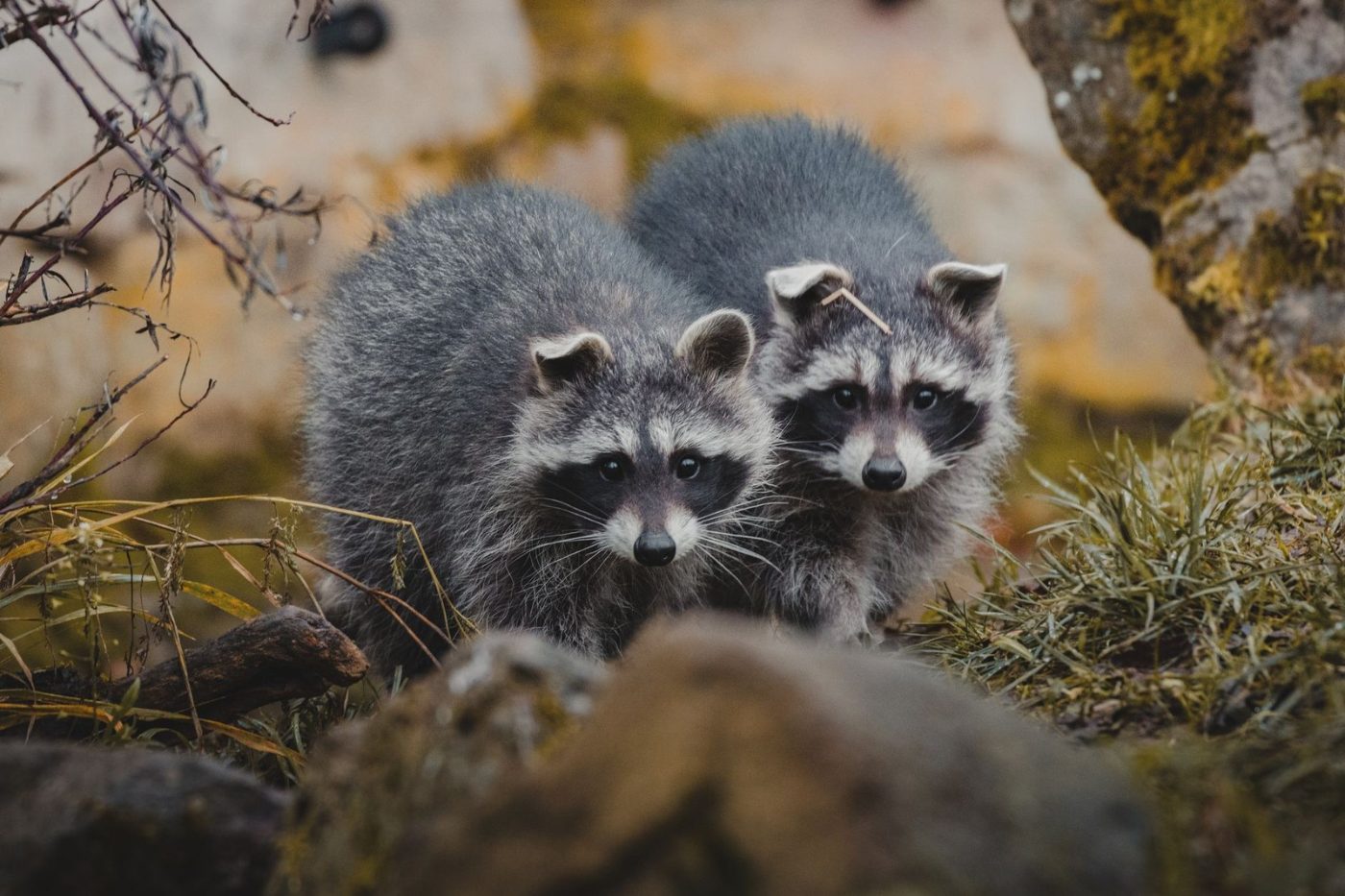 Curious Wild Raccoons Standing on Grass near jigsaw puzzle