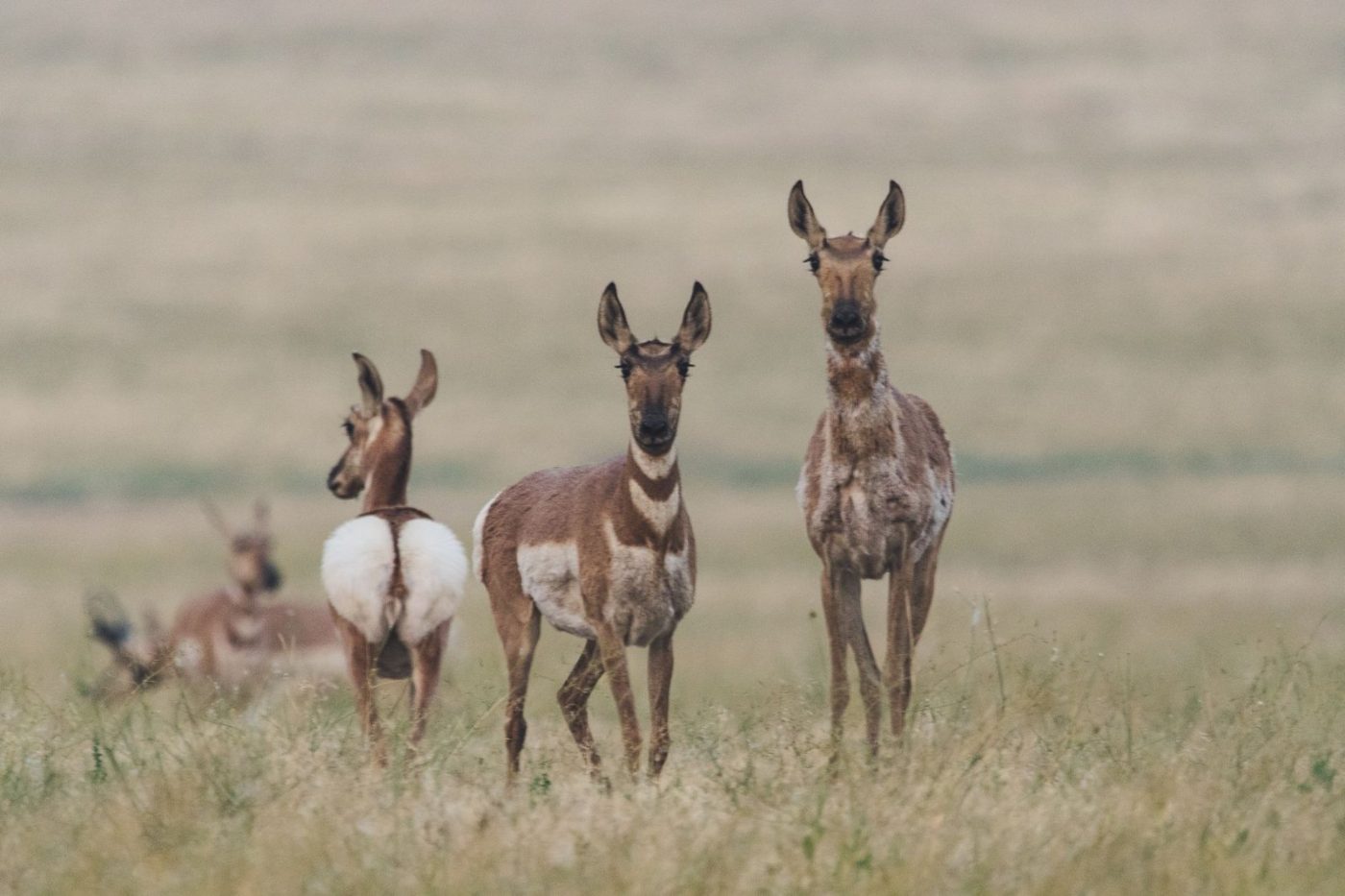 Group of Pronghorns in a Vast Open jigsaw puzzle