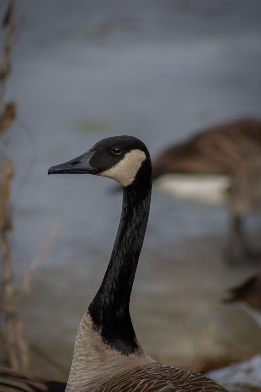 Intimate Portrait of a Canada Goose by jigsaw puzzle