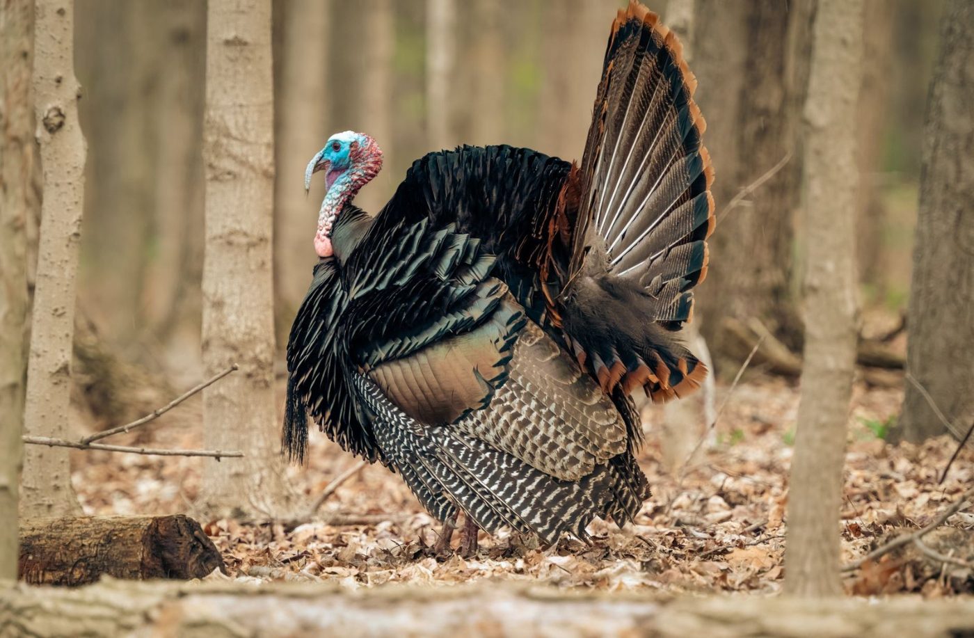 Majestic Wild Turkey Displaying Feathers Amidst Forest jigsaw puzzle