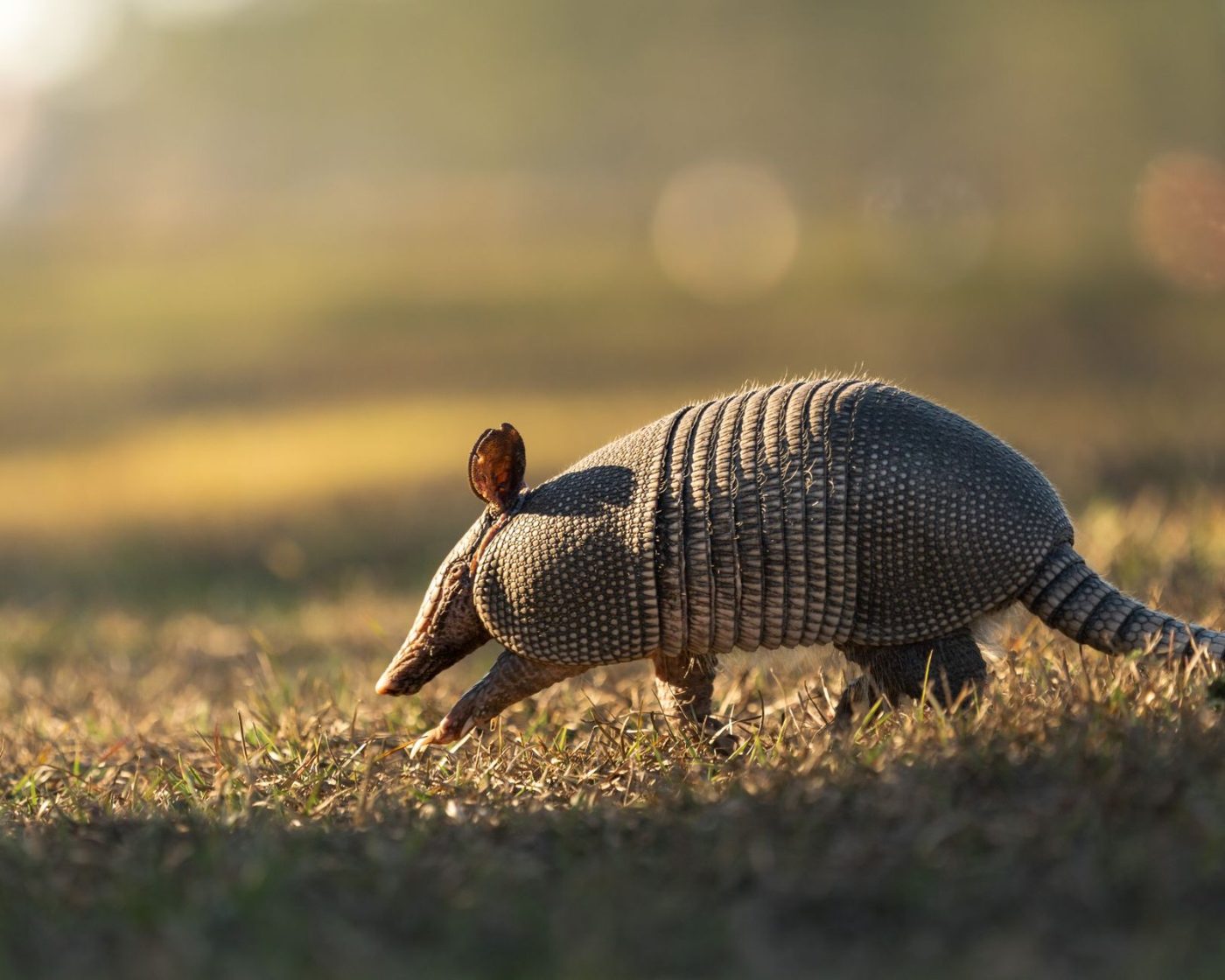 Nine Banded Armadillo Walking Through a Grassy jigsaw puzzle