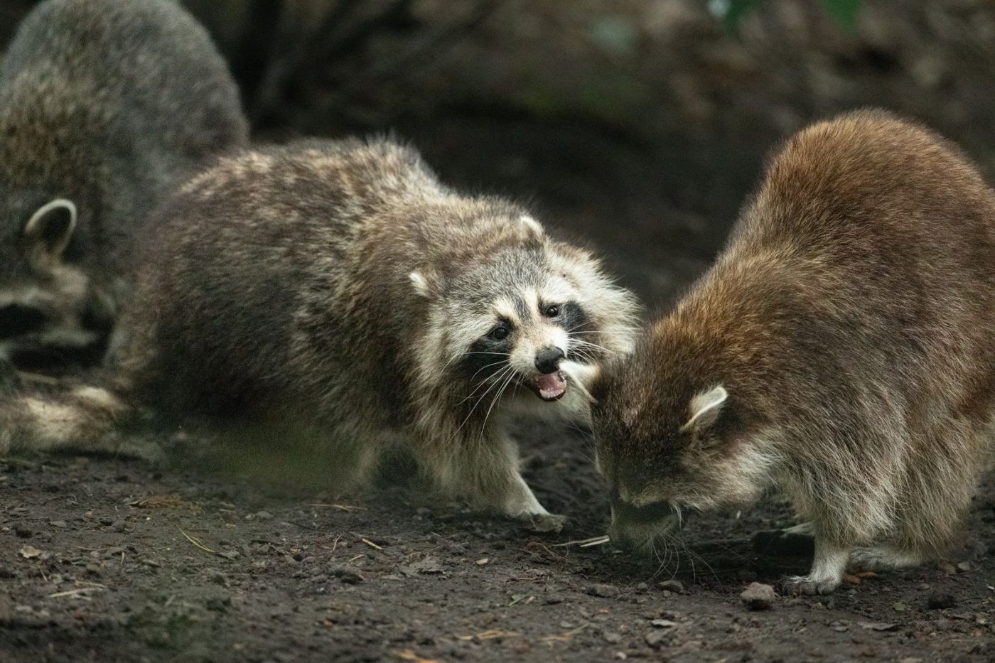 Three Playful Raccoons Interact on a Forest jigsaw puzzle