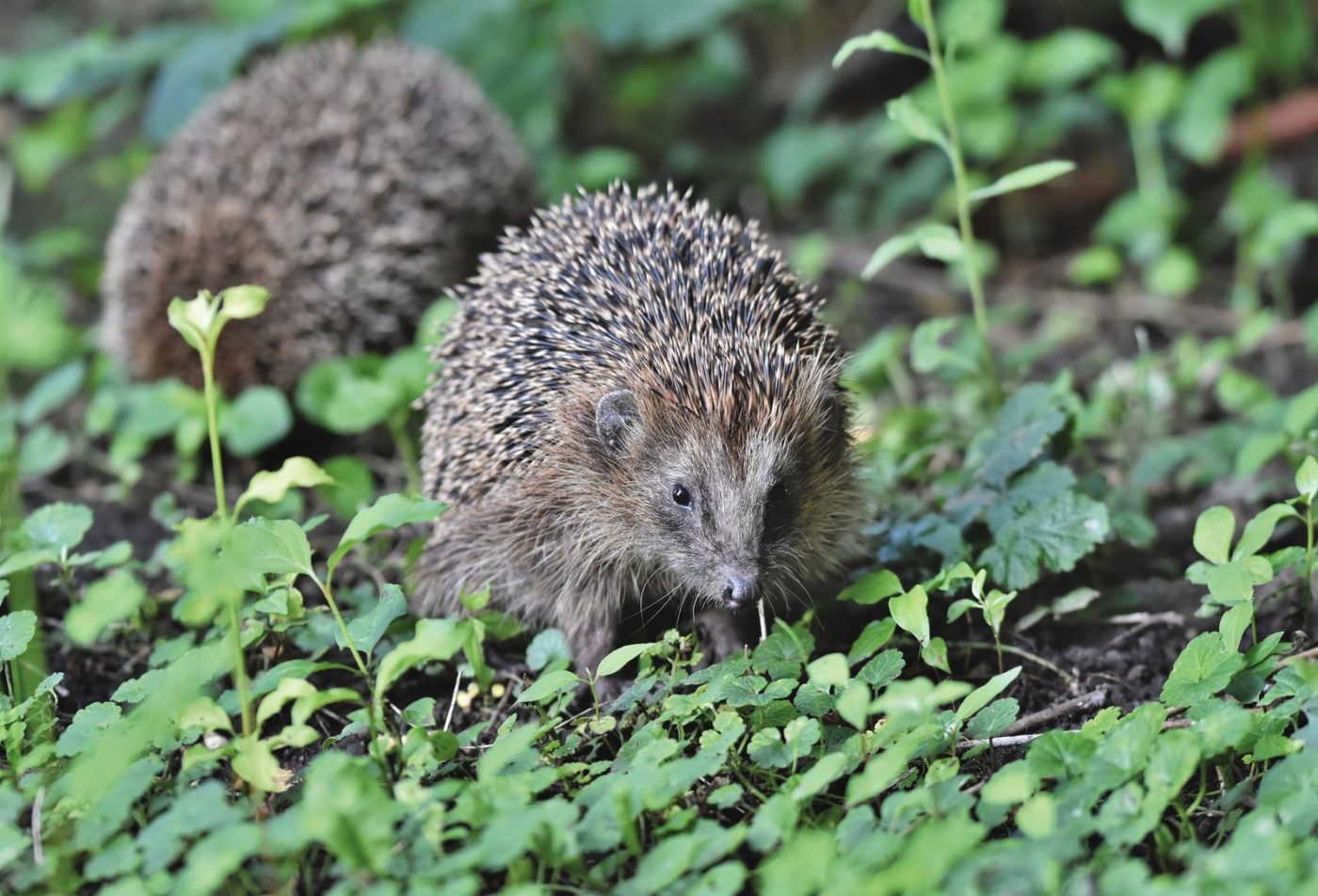 Two European Hedgehogs Exploring a Lush Garden jigsaw puzzle